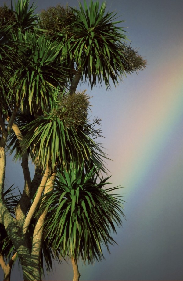 Tropical Rainbow by Greene Safaris Productions 